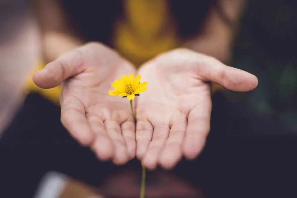 Holding daisy